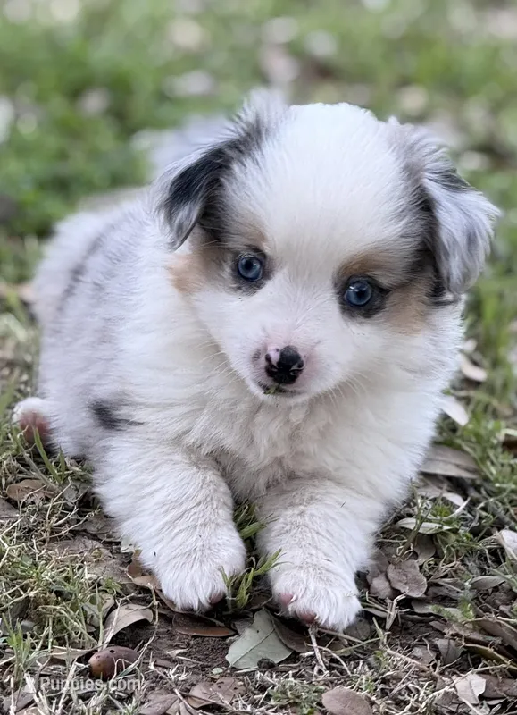 BMF – Miniature Australian Shepherd, Toy Australian Shepherd puppy for sale in Tolar, TX