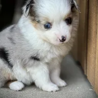 BMF, a female Miniature Australian Shepherd and Toy Australian Shepherd for sale in Tolar, TX – Photo 8 of 8