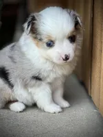 BMF, a female Miniature Australian Shepherd and Toy Australian Shepherd for sale in Tolar, TX – Photo 6 of 6