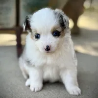 BMF, a female Miniature Australian Shepherd and Toy Australian Shepherd for sale in Tolar, TX – Photo 6 of 8