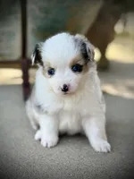 BMF, a female Miniature Australian Shepherd and Toy Australian Shepherd for sale in Tolar, TX – Photo 4 of 6