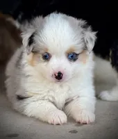 BMF, a female Miniature Australian Shepherd and Toy Australian Shepherd for sale in Tolar, TX – Photo 2 of 8