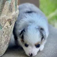BMF, a female Miniature Australian Shepherd and Toy Australian Shepherd for sale in Tolar, TX – Photo 4 of 8