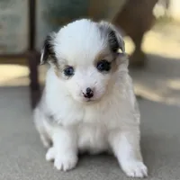 BMF, a female Miniature Australian Shepherd and Toy Australian Shepherd for sale in Tolar, TX – Photo 5 of 8