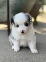 BMF, a female Miniature Australian Shepherd and Toy Australian Shepherd for sale in Tolar, TX – Photo 3 of 6