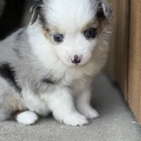 BMF, a female Miniature Australian Shepherd and Toy Australian Shepherd for sale in Tolar, TX – Photo 7 of 8