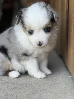 BMF, a female Miniature Australian Shepherd and Toy Australian Shepherd for sale in Tolar, TX – Photo 5 of 6