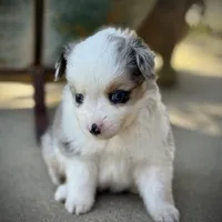 BMF, a female Miniature Australian Shepherd and Toy Australian Shepherd for sale in Tolar, TX – Photo 3 of 8