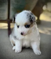 BMF, a female Miniature Australian Shepherd and Toy Australian Shepherd for sale in Tolar, TX – Photo 1 of 6