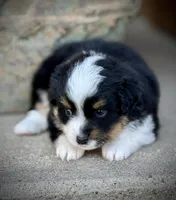 BLK TRI, a male Miniature Australian Shepherd and Toy Australian Shepherd for sale in Tolar, TX – Photo 3 of 3