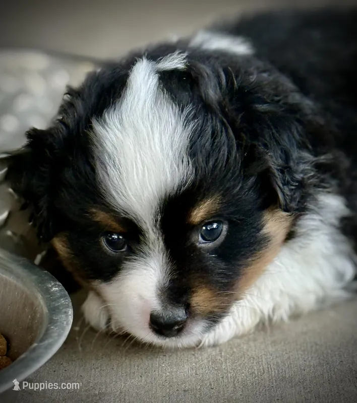 BLK TRI – Miniature Australian Shepherd, Toy Australian Shepherd puppy for sale in Tolar, TX