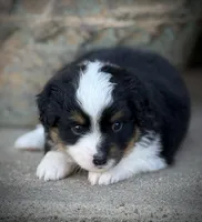 BLK TRI, a male Miniature Australian Shepherd and Toy Australian Shepherd for sale in Tolar, TX – Photo 2 of 3
