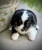 BLK TRI, a male Miniature Australian Shepherd and Toy Australian Shepherd for sale in Tolar, TX – Photo 1 of 3