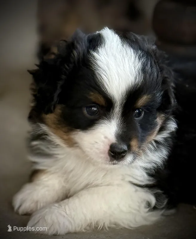 BLK TRI – Miniature Australian Shepherd, Toy Australian Shepherd puppy for sale in Tolar, TX