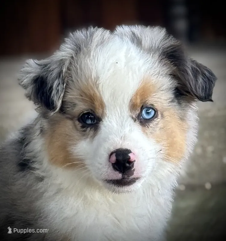 BMM 1 – Miniature Australian Shepherd, Toy Australian Shepherd puppy for sale in Tolar, TX