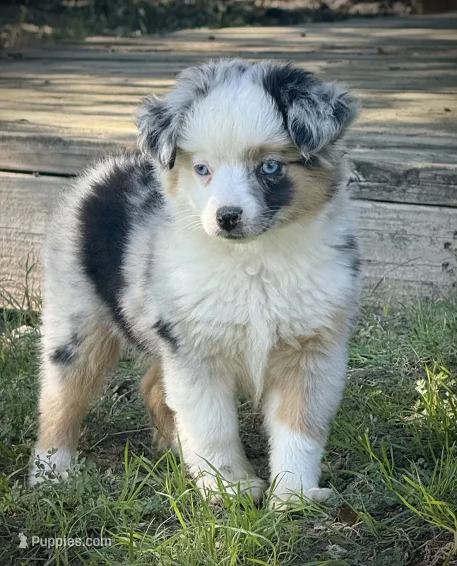 Blue Merle Female  – Miniature Australian Shepherd, Toy Australian Shepherd puppy for sale in Tolar, TX