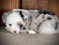 Blue Merle Female , a female Miniature Australian Shepherd and Toy Australian Shepherd for sale in Tolar, TX – 4 of 4
