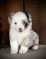 Blue Merle Female , a female Miniature Australian Shepherd and Toy Australian Shepherd for sale in Tolar, TX – 2 of 4