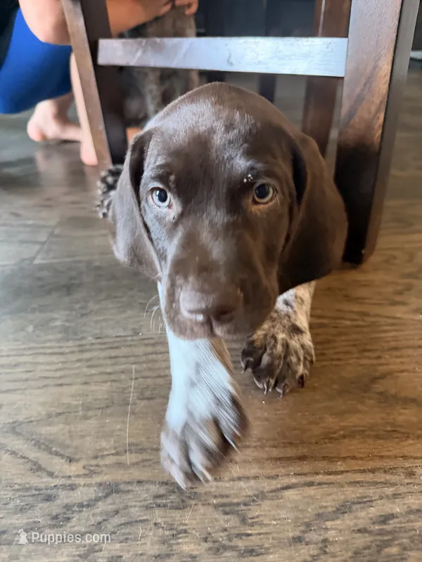 Maverick  – German Shorthaired Pointer puppy for sale in Manor, TX