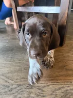 Maverick , a male German Shorthaired Pointer for sale in Manor, TX – 1 of 6