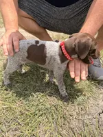 Jane, a female German Shorthaired Pointer for sale in Manor, TX – 5 of 5