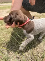 Jane, a female German Shorthaired Pointer for sale in Manor, TX – 3 of 5