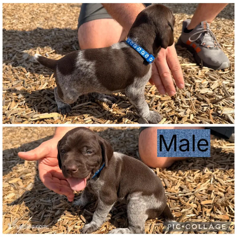 Oreo – German Shorthaired Pointer puppy for sale in Manor, TX