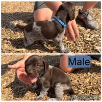 Oreo, a male German Shorthaired Pointer for sale in Manor, TX – 1 of 1