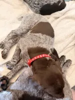 Jane, a female German Shorthaired Pointer for sale in Manor, TX – 2 of 5