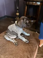Maverick , a male German Shorthaired Pointer for sale in Manor, TX – 3 of 6