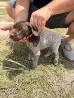 Jane, a female German Shorthaired Pointer for sale in Manor, TX – 4 of 5