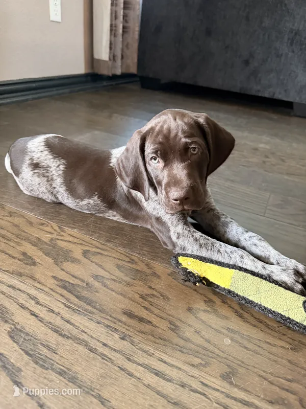 Maverick  – German Shorthaired Pointer puppy for sale in Manor, TX