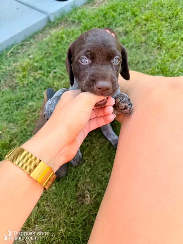 Sarah  – German Shorthaired Pointer puppy for sale in Manor, TX