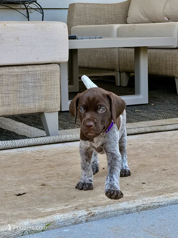 Pearl – German Shorthaired Pointer puppy for sale in Manor, TX