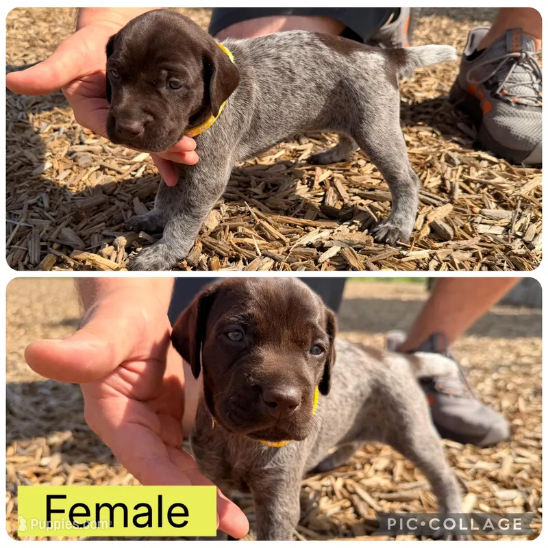 Sarah  – German Shorthaired Pointer puppy for sale in Manor, TX