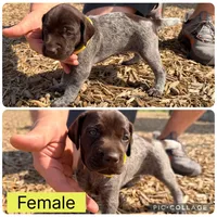 Sarah , a female German Shorthaired Pointer for sale in Manor, TX – 1 of 1