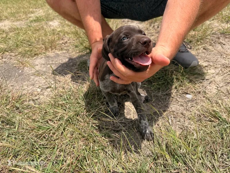 Oreo – German Shorthaired Pointer puppy for sale in Manor, TX
