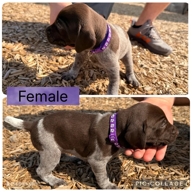 Pearl – German Shorthaired Pointer puppy for sale in Manor, TX