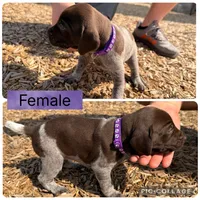 Pearl, a female German Shorthaired Pointer for sale in Manor, TX – 1 of 1