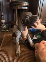 Maverick , a male German Shorthaired Pointer for sale in Manor, TX – 2 of 6