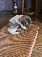 Maverick , a male German Shorthaired Pointer for sale in Manor, TX – 4 of 6