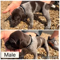 Brownie , a male German Shorthaired Pointer for sale in Manor, TX – 1 of 1