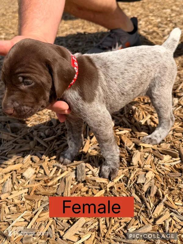 Jane – German Shorthaired Pointer puppy for sale in Manor, TX