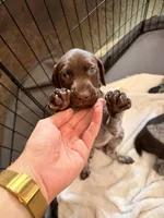 Jane, a female German Shorthaired Pointer for sale in Manor, TX – 1 of 5