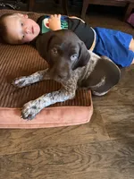 Maverick , a male German Shorthaired Pointer for sale in Manor, TX – 6 of 6