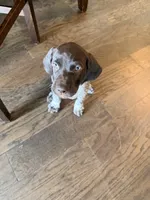 Maverick , a male German Shorthaired Pointer for sale in Manor, TX – 5 of 6
