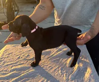 Neilys Cazorla , a male Cane Corso for sale in Okeechobee, FL – Photo 7 of 10
