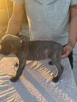 Neilys Cazorla , a male Cane Corso for sale in Okeechobee, FL – Photo 3 of 10