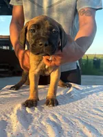Neilys Cazorla , a male Cane Corso for sale in Okeechobee, FL – Photo 9 of 10
