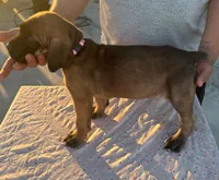 Neilys Cazorla , a male Cane Corso for sale in Okeechobee, FL – Photo 8 of 10